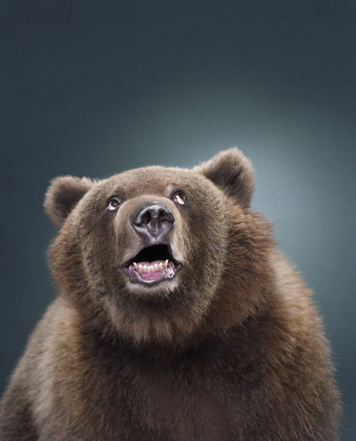 Bears Like You've Never Seen Under A Photographer's Lens (55 Pics)