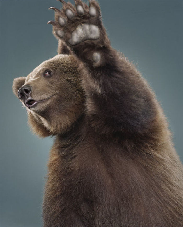 Bears Like You've Never Seen Under A Photographer's Lens (55 Pics)