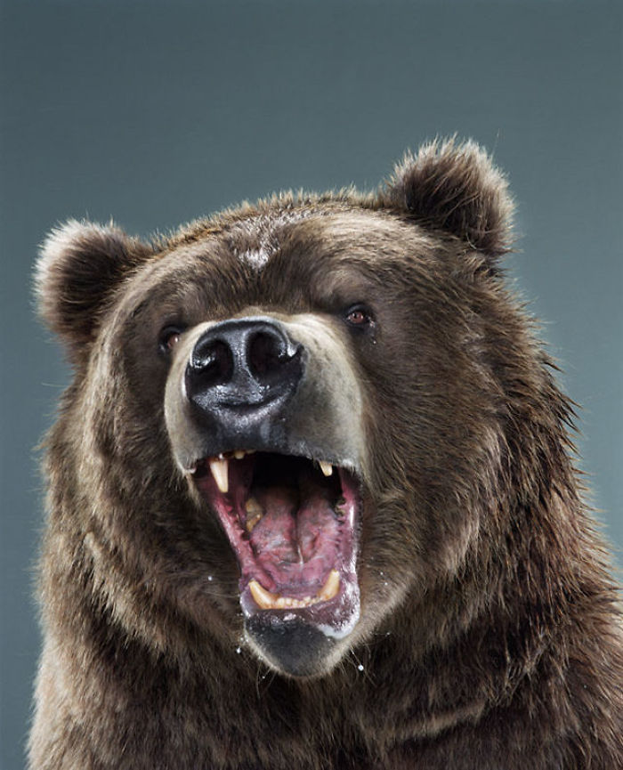 Bears Like You've Never Seen Under A Photographer's Lens (55 Pics)