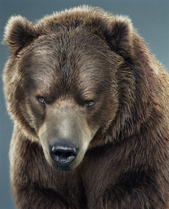 Bears Like You've Never Seen Under A Photographer's Lens (55 Pics)