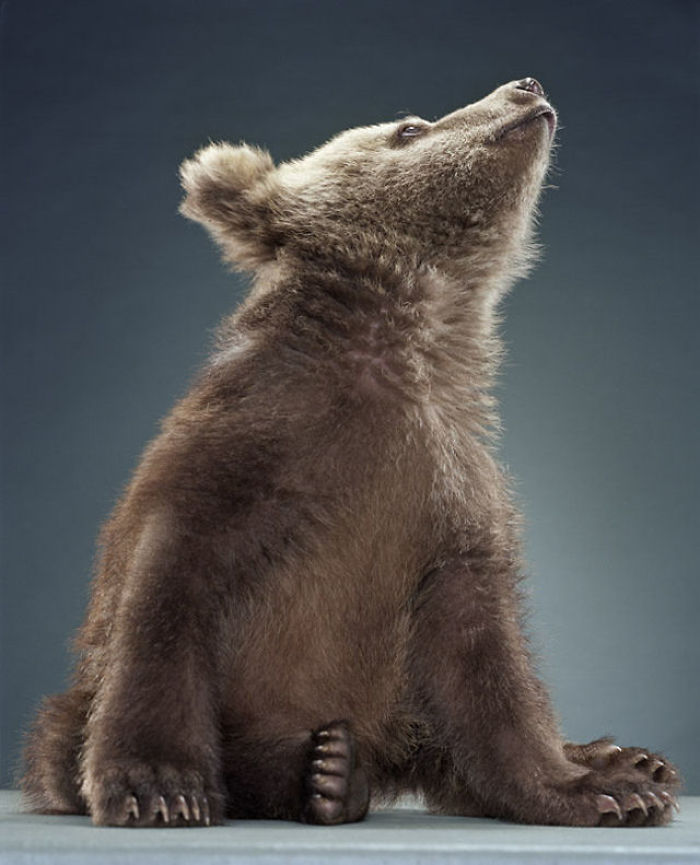 Bears Like You've Never Seen Under A Photographer's Lens (55 Pics)