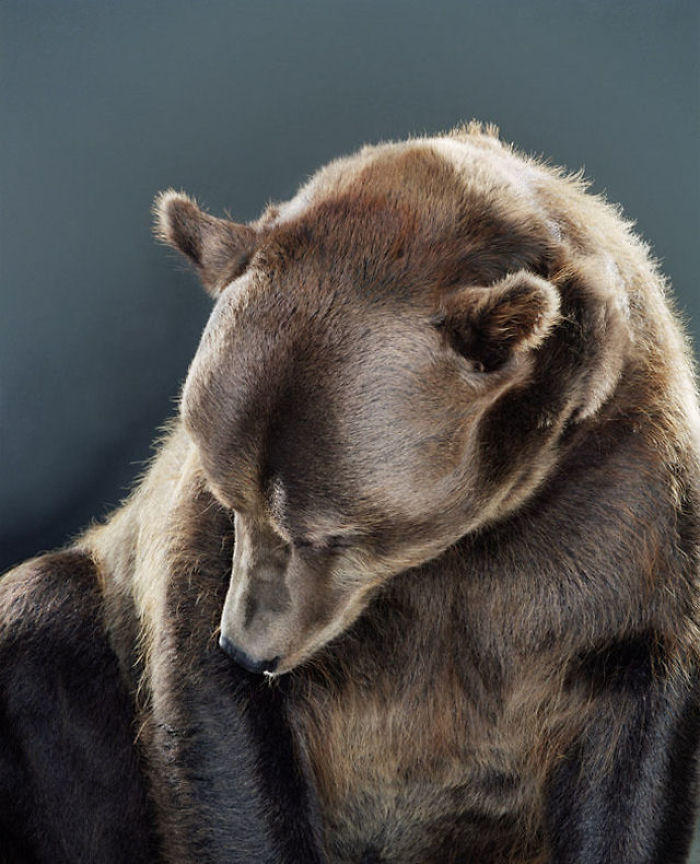Bears Like You've Never Seen Under A Photographer's Lens (55 Pics)
