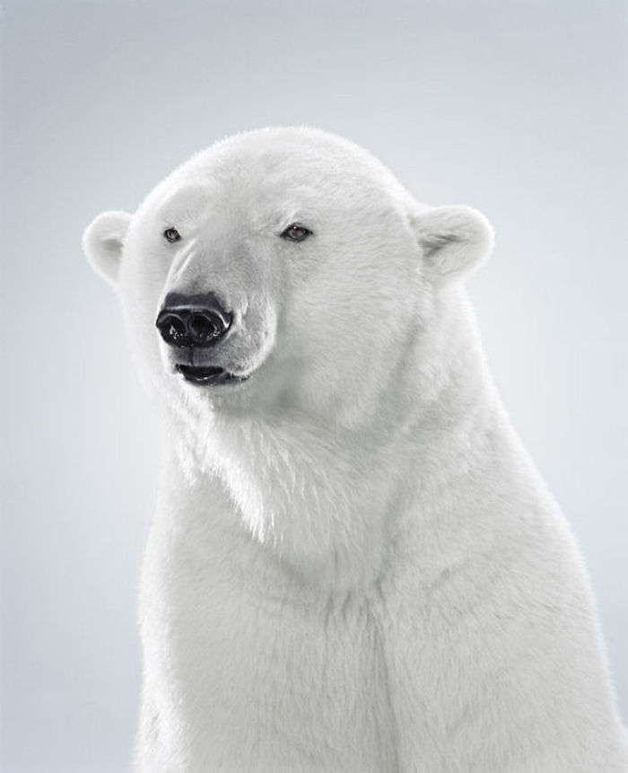 Bears Like You've Never Seen Under A Photographer's Lens (55 Pics)