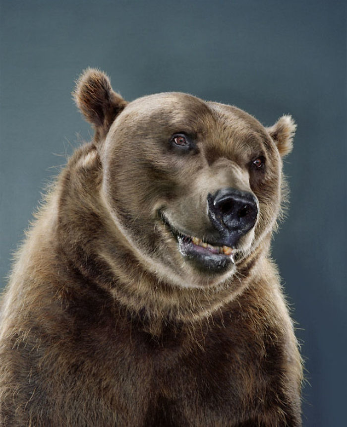 Bears Like You've Never Seen Under A Photographer's Lens (55 Pics)