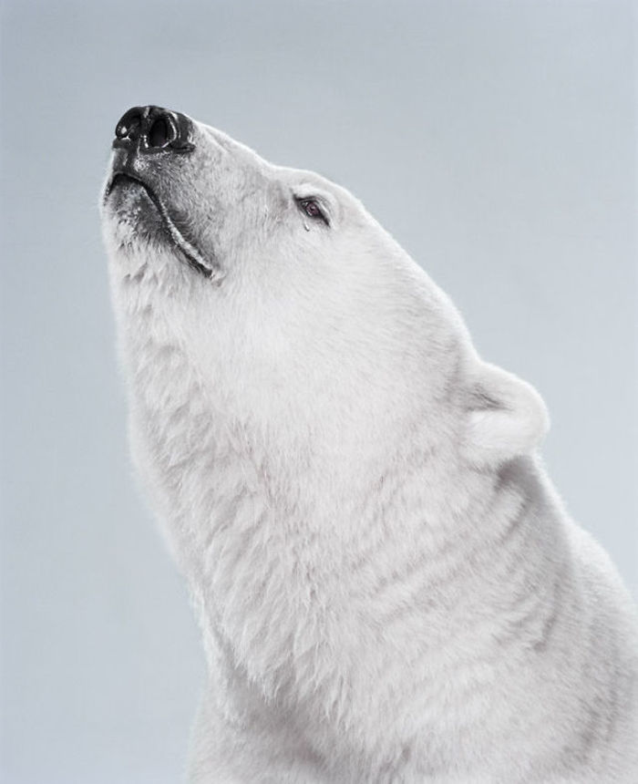 Bears Like You've Never Seen Under A Photographer's Lens (55 Pics)