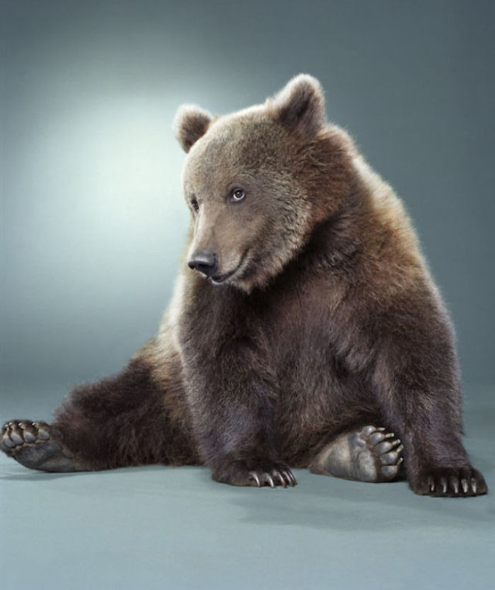 Bears Like You've Never Seen Under A Photographer's Lens (55 Pics)
