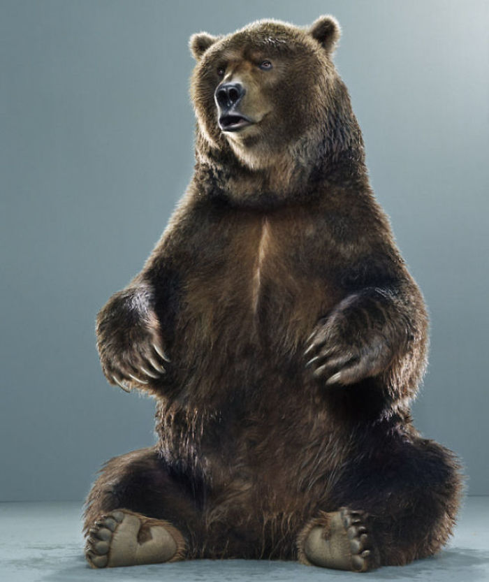 Bears Like You've Never Seen Under A Photographer's Lens (55 Pics)