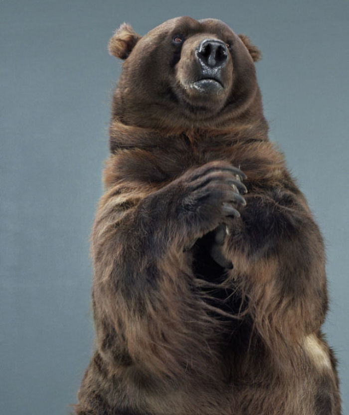 Bears Like You've Never Seen Under A Photographer's Lens (55 Pics)