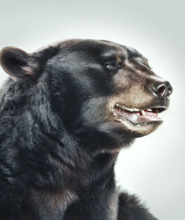 Bears Like You've Never Seen Under A Photographer's Lens (55 Pics)