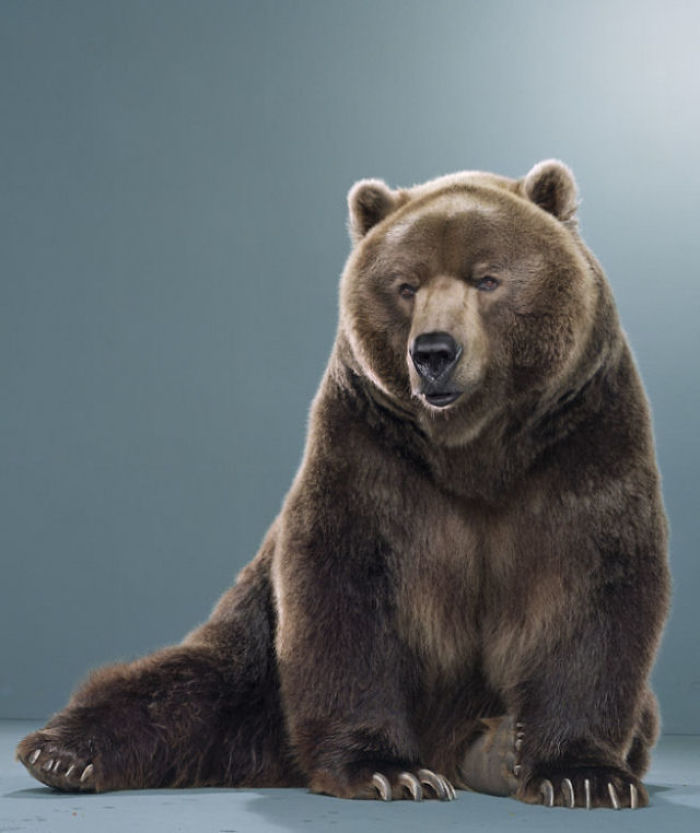 Bears Like You've Never Seen Under A Photographer's Lens (55 Pics)