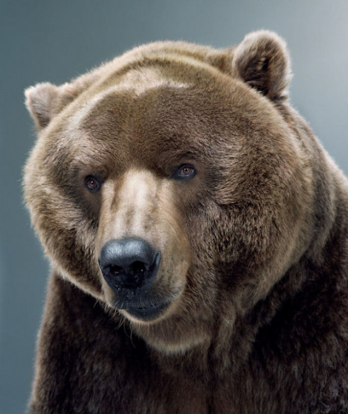 Bears Like You've Never Seen Under A Photographer's Lens (55 Pics)