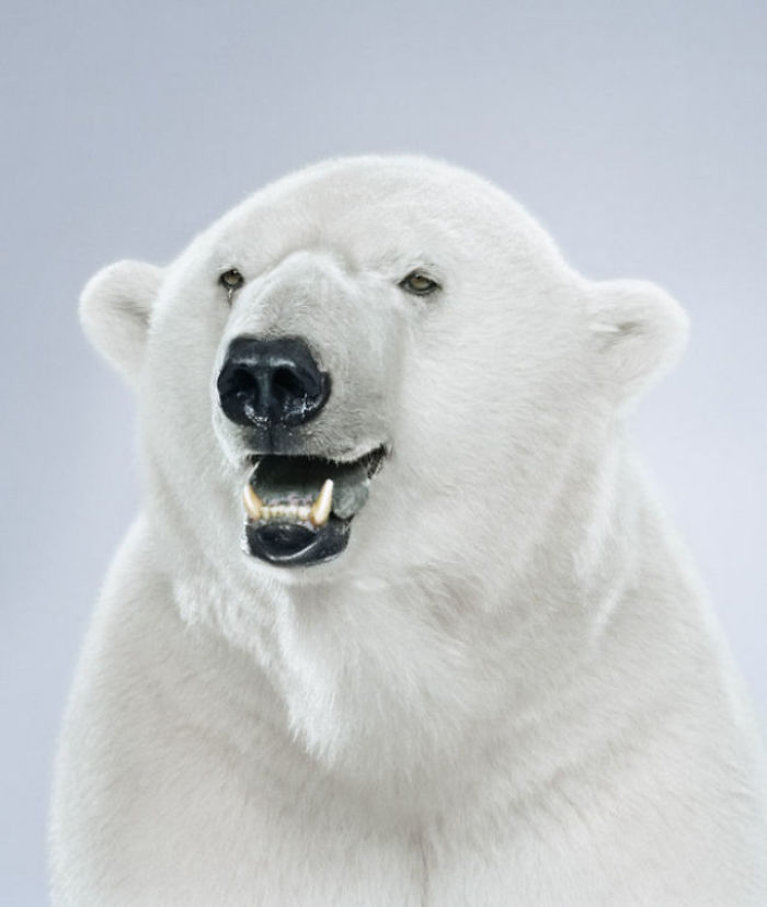 Bears Like You've Never Seen Under A Photographer's Lens (55 Pics)