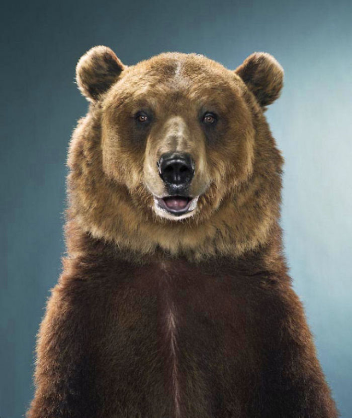 Bears Like You've Never Seen Under A Photographer's Lens (55 Pics)