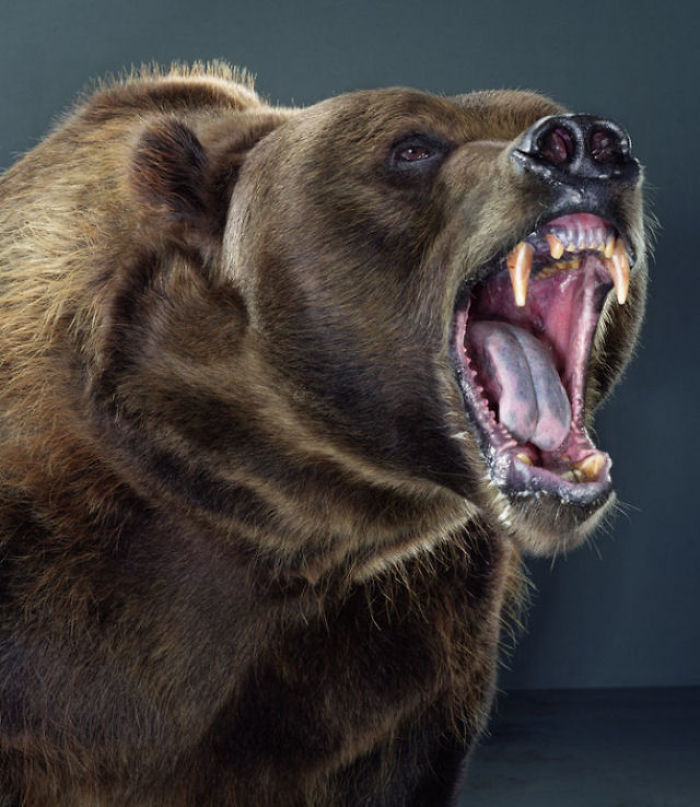 Bears Like You've Never Seen Under A Photographer's Lens (55 Pics)