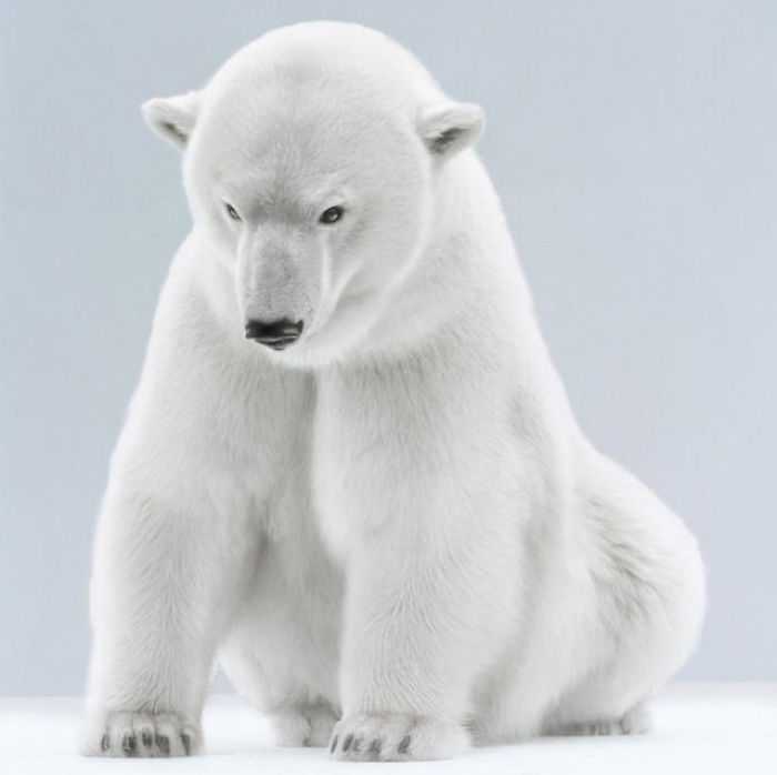 Bears Like You've Never Seen Under A Photographer's Lens (55 Pics)