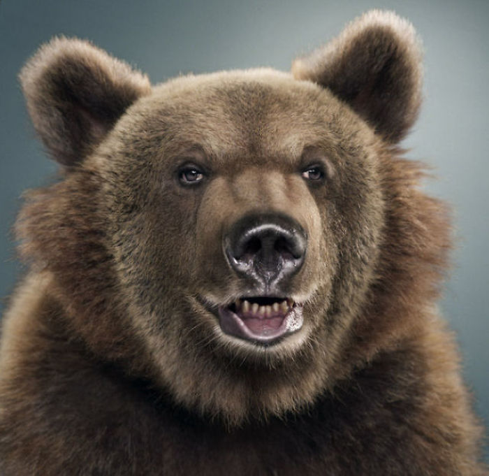 Bears Like You've Never Seen Under A Photographer's Lens (55 Pics)