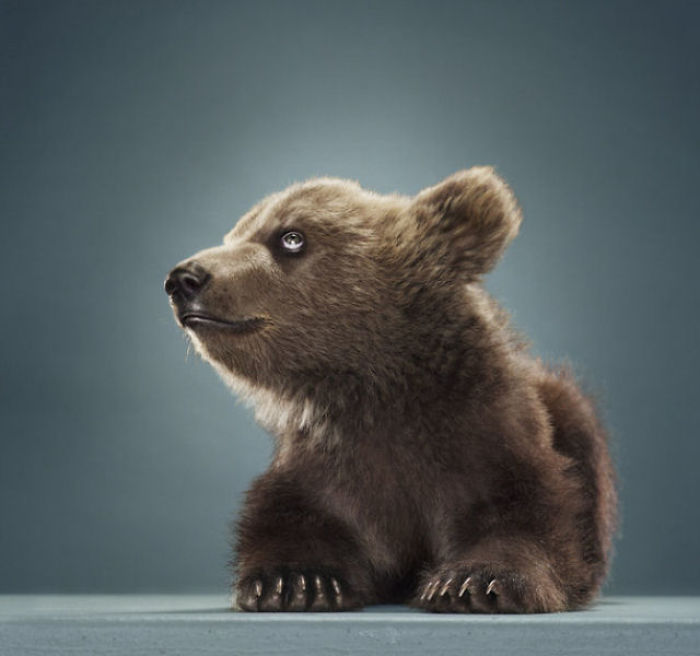 Bears Like You've Never Seen Under A Photographer's Lens (55 Pics)