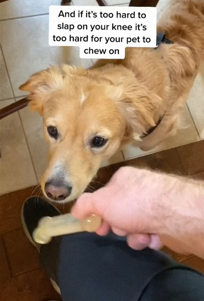 TikTok-Famous Vet Addresses The Most Common Mistakes Pet Owners Are Making