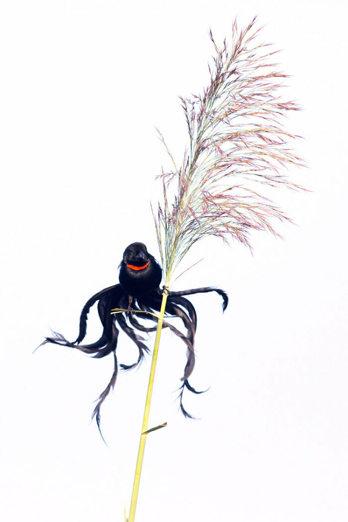 Highly Commended: 'Medusa!' By Richard Flack