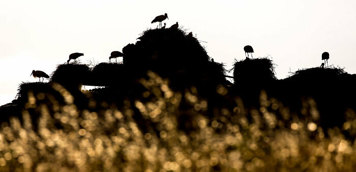 Highly Commended: 'Golden Grass Storks' By Johannes Rydström