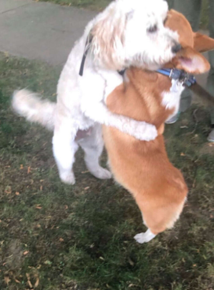 Tired Of Social Distancing, Corgi Hugs Every Friend He Meets On His Walks