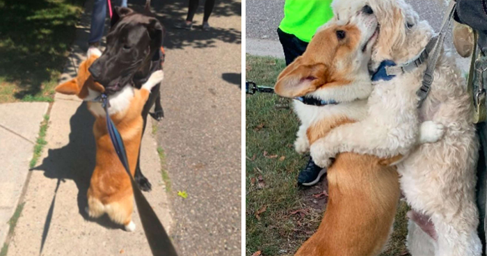 Tired Of Social Distancing, Corgi Hugs Every Friend He Meets On His Walks