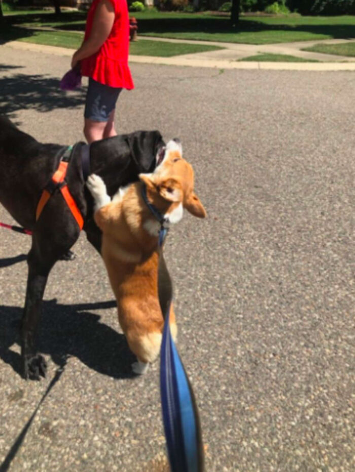 Tired Of Social Distancing, Corgi Hugs Every Friend He Meets On His Walks Tired Of Social Distancing, Corgi Hugs Every Friend He Meets On His Walks