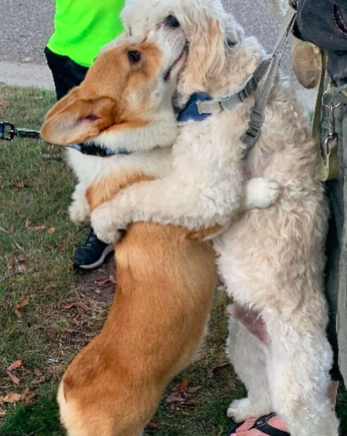 Tired Of Social Distancing, Corgi Hugs Every Friend He Meets On His Walks Tired Of Social Distancing, Corgi Hugs Every Friend He Meets On His Walks