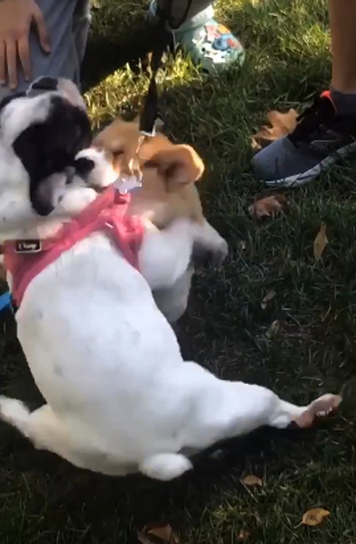 Tired Of Social Distancing, Corgi Hugs Every Friend He Meets On His Walks Tired Of Social Distancing, Corgi Hugs Every Friend He Meets On His Walks