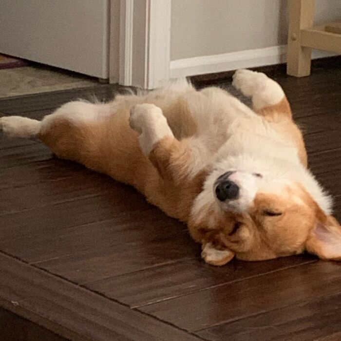 Tired Of Social Distancing, Corgi Hugs Every Friend He Meets On His Walks Tired Of Social Distancing, Corgi Hugs Every Friend He Meets On His Walks