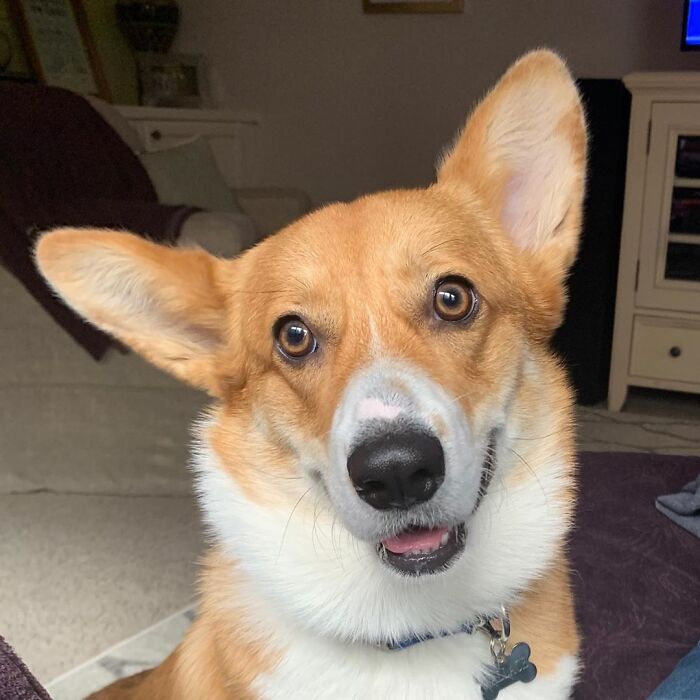 Tired Of Social Distancing, Corgi Hugs Every Friend He Meets On His Walks Tired Of Social Distancing, Corgi Hugs Every Friend He Meets On His Walks