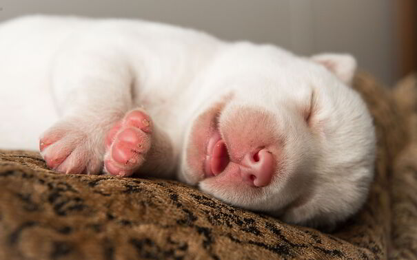 wallpapertip_cute-puppies-wallpapers-free_1569729-5f91e6c4ec5f1.jpg
