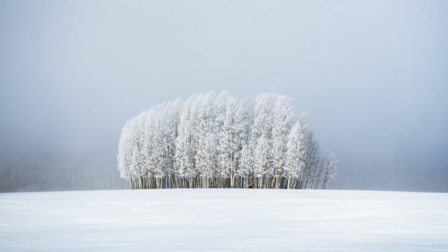 Finalist 'Trees & Fog' By Preston Stoll