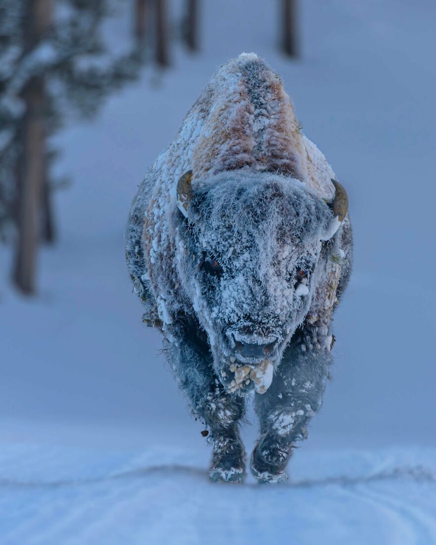 Finalist 'Frosty Bison' By Lhedien