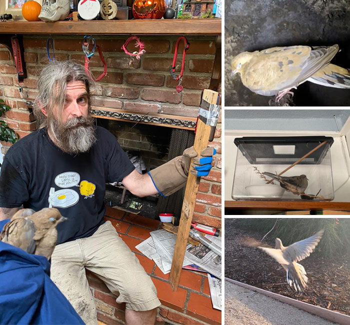 A Mourning Dove Had Been Trapped In Our Chimney For Hours. With His iPhone & A Flashlight Taped To A Board & Facetime Guiding The Way, Hubby Was Able To Retrieve The Poor Thing