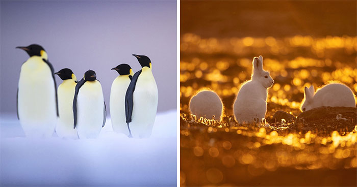 30 Wildlife Photos With A Near-Death Story Behind Them As Told By Photographer Couple Uri And Helle Løvevild Golman