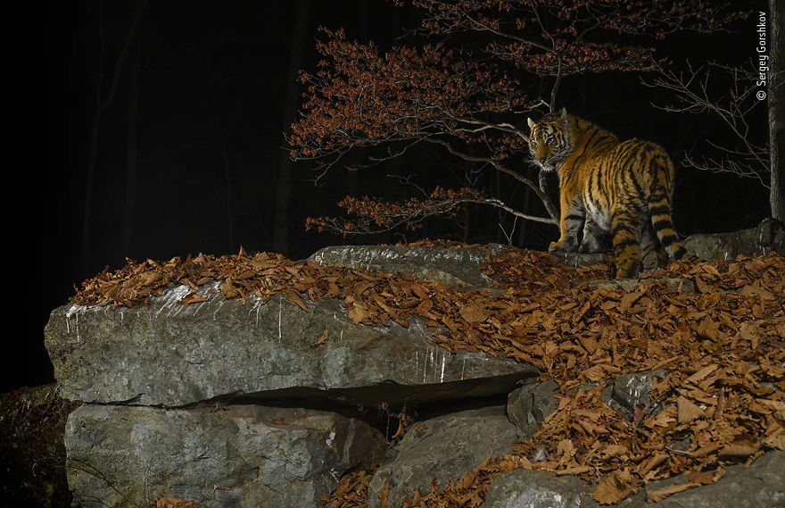 Animal Portraits Highly Commended: "Taiga Tiger In The Night" By Sergey Gorshkov