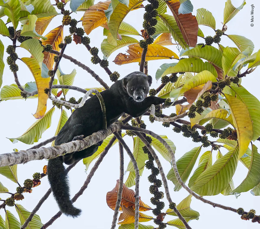 Animal Portraits Highly Commended: "Top Picker" By Max Waugh