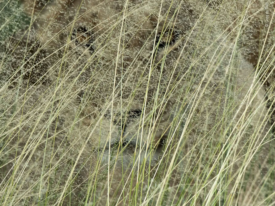Animal Portraits Highly Commended: "Keep Looking" By Greg Du Toit