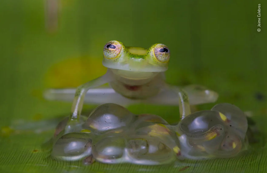 Behaviour: Amphibians And Reptiles Highly Commended:" Father Protector" By Jaime Culebras
