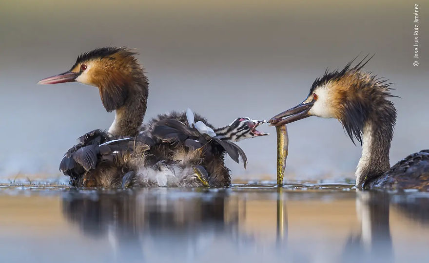 Behaviour: Birds Winner: "Great Crested Sunrise" By Jose Luis Ruiz Jiménez