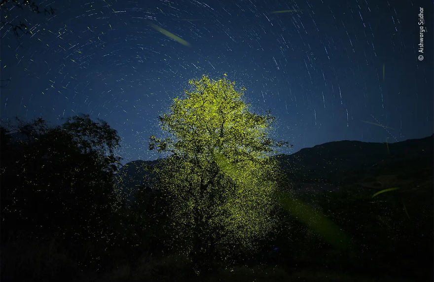 Behaviour: Invertebrates Highly Commended: "Lights Of Passion" By Aishwarya Sridhar