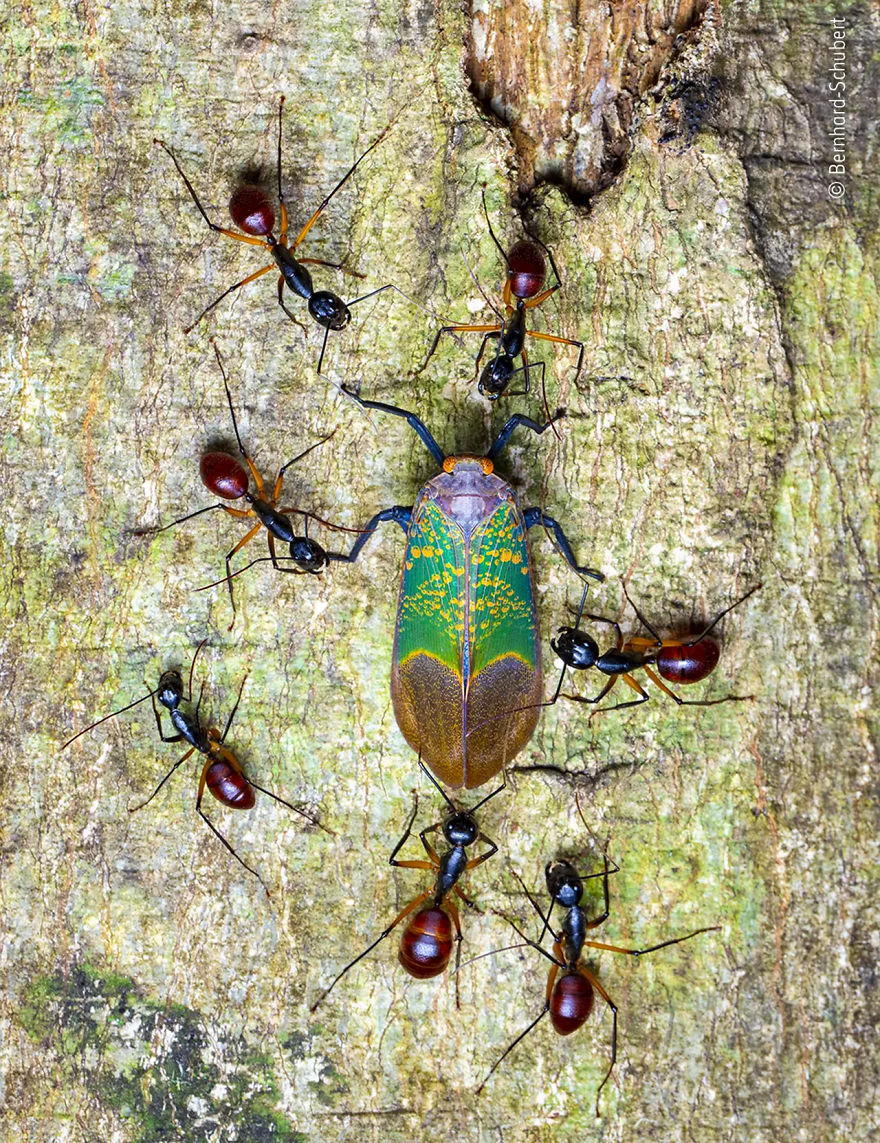 Behaviour: Invertebrates Highly Commended: "Sugar Suckers" By Bernhard Schubert