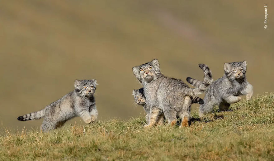 Behaviour: Mammals Winner: "When Mother Says Run" By Shanyuan Li