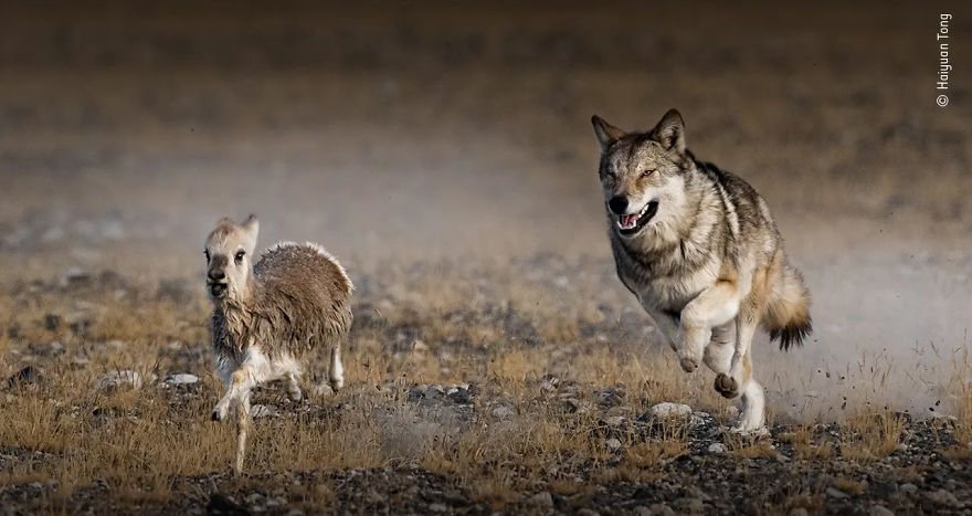 Behaviour: Mammals Highly Commended: "High-Altitude Pursuit" By Haiyuan Tong