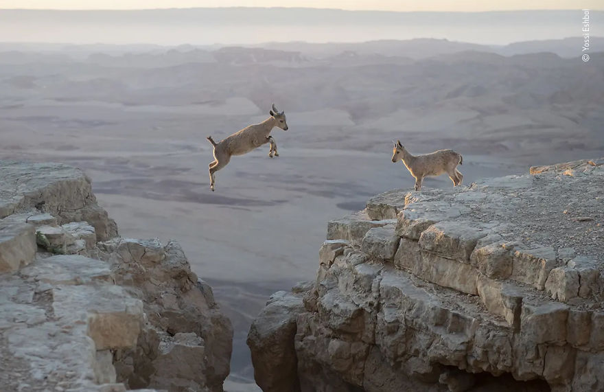 Behaviour: Mammals Highly Commended: "Kids’ Game" By Yossi Eshbol