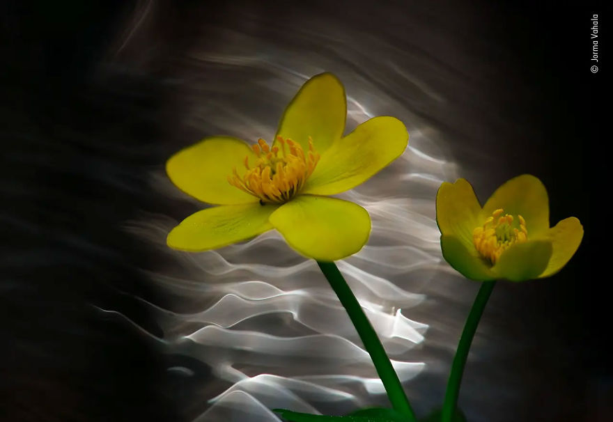 Plants And Fungi Highly Commended: "Stream Of Light" By Jorma Vahala