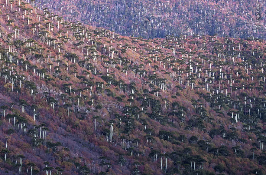 Plants And Fungi Highly Commended: "The Forest Born Of Fire" By Andrea Pozzi