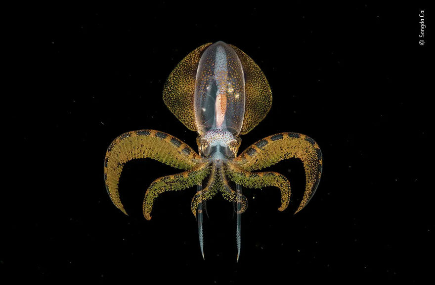 Under Water Winner: "The Golden Moment" By Songda Cai