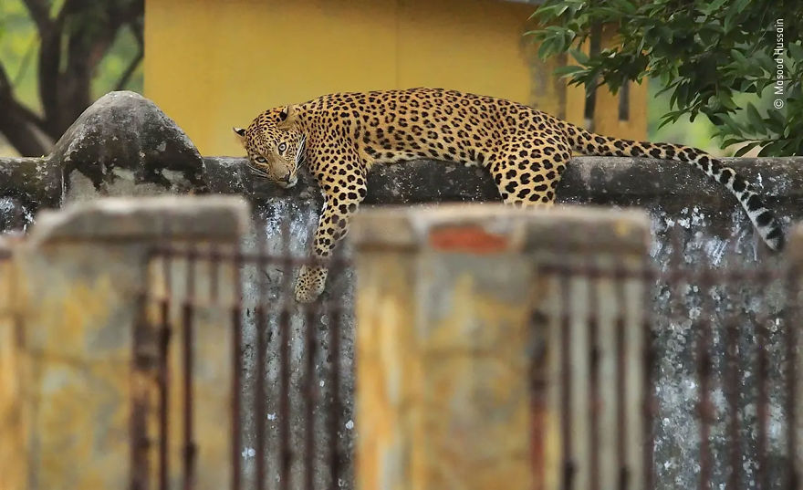 Urban Wildlife Highly Commended: "The Village Cat" By Masood Hussain